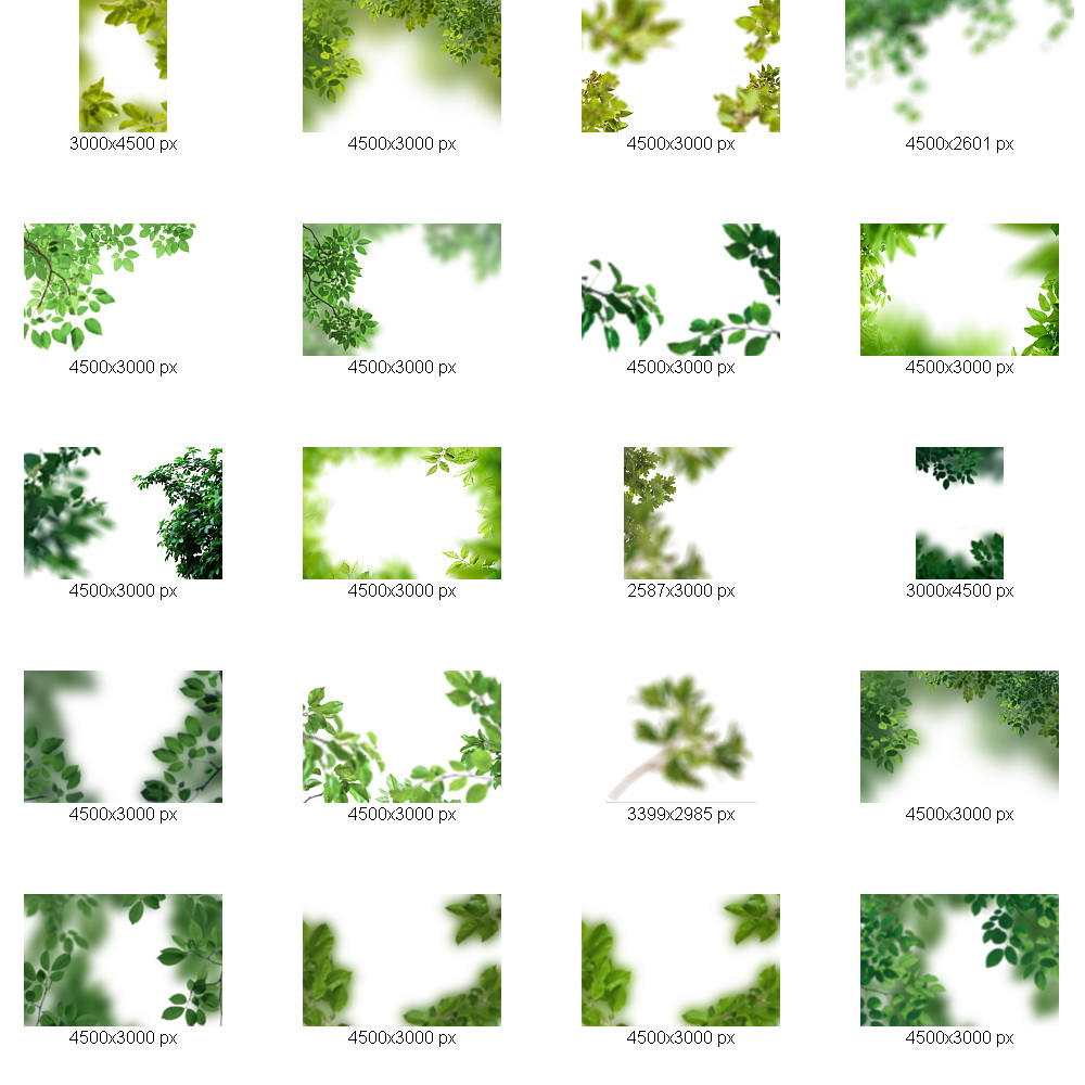 Hình ảnh Cây Bụi Cỏ PNG , Cỏ, Mẫu, Cây PNG trong suốt và Vector để tải  xuống miễn phí