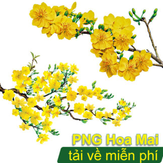 Hoa mai png