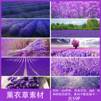 BG 2971 hinh anh nen canh dong hoa oai huong 1