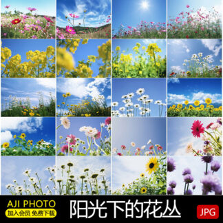 AJ093 hoa duoi nen troi xanh may trang JPG 1